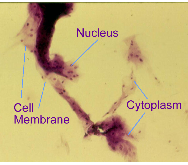 40x Onion Cell Under Microscope 4x - Micropedia